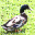 Ducks of Appalachia Screensaver Software Download