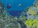 3D Coral World ScreenSaver 3.3 Image