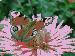 7art Fantastic Butterflies ScreenSaver 1.5 Image