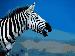 7art Stripy Zebras ScreenSaver 1.2 Image
