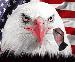 American Flag With Eagle 7.7 Image
