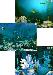 Aquatica Waterworlds Screen Saver 3.61 Image