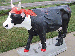 Awesome Cows in Kansas City Screen Saver Thumbnail