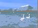 Swan Lake Screensaver Thumbnail