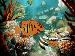 Tropical Fish 3D Photo Screensaver Thumbnail