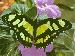 7art Butterfly Paradise ScreenSaver 1.2 Image