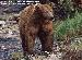 Alaskas Majestic Wildlife Thumbnail