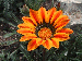 Awesome Flowers Screen Saver Thumbnail