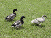 Ducks of Appalachia Screensaver Thumbnail